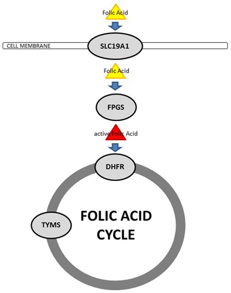 Schematic Illustration Of Cellular Folic Acid Metabolism In Mpm Folic Download Scientific