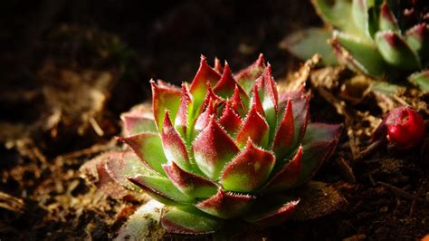 Mais De Imagens Gr Tis De Vagina Peluda E Natureza Pixabay