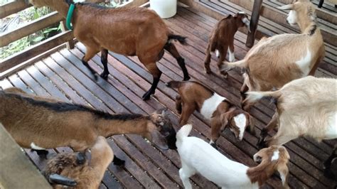 Cara Menternak Kambing Kampung