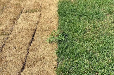 A Field Consisting Of Half Of Juicy Green And Dried Grass Stock Image