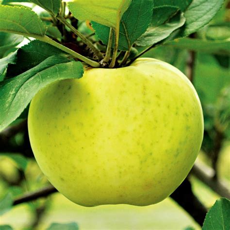 Apple Varieties | 16 Heirloom Apples & What They Taste Like | Pioneer ...