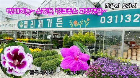 남사화훼단지 펠리체가든 공기정화식물 가격과이름알아보기 화분 샤프란 국화 티보치나 발렌타인자스민 오렌지자스민