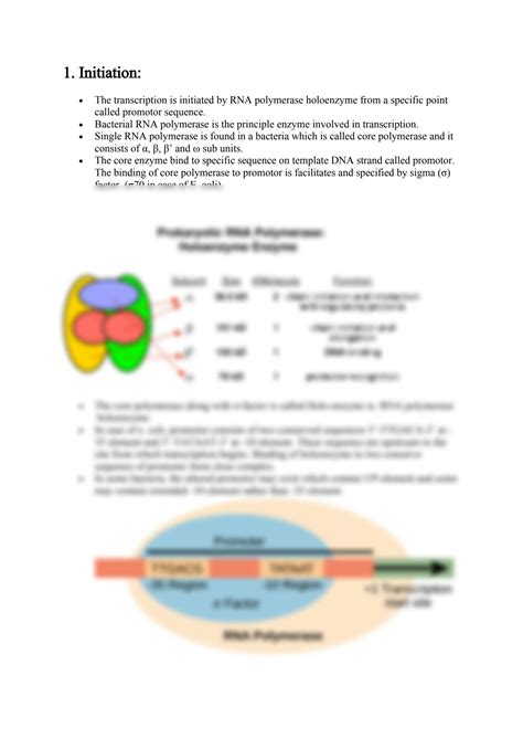 SOLUTION Transcription In Prokaryotes 1 Studypool