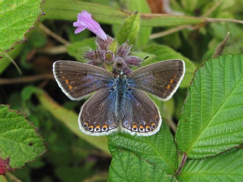 How common are blue eyes depends on these genetic factors 22