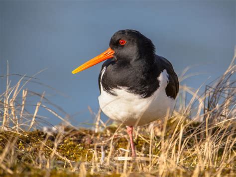 14 Photos That Show The Wonderful Diversity Of Wading Birds