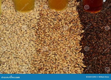 Home Brew Ingredients Of Grain And Hops Stock Image Image Of Contrast