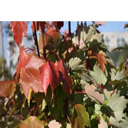 Klon Czerwony October Glory October Glory Acer Rubrum