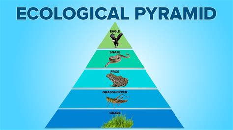 Ecological Relationship (Ecological Pyramid) | IASPOINT