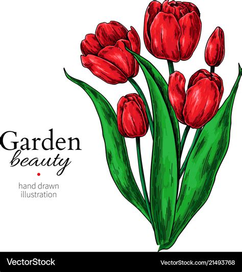 Tulip flower and leaves bouquet drawing Royalty Free Vector