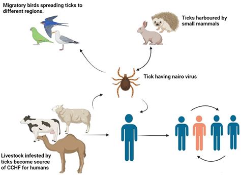 Frontiers Distribution Pattern Of CrimeanCongo Hemorrhagic Fever In