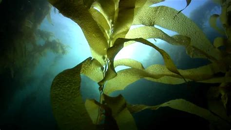 Dive The Kelp Forests Off Californias Coast Video For Scuba Divers