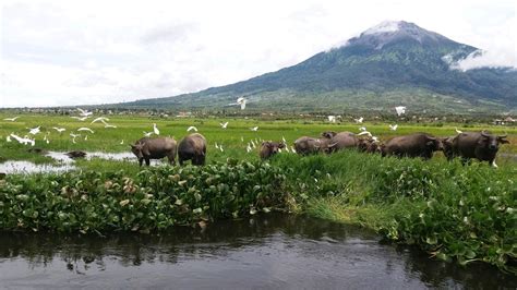 Kerinci National Park Hiking – Air Manis Hillside