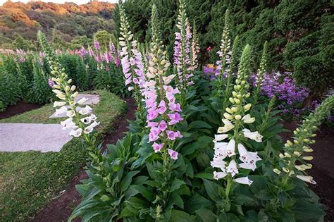 How to Grow and Care for Common Foxglove | Gardener’s Path