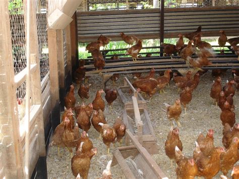 Curso De Cria O Org Nica De Galinhas Poedeiras Desenvolvimento Das Aves