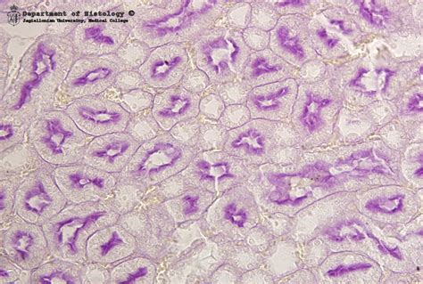 Biologia nauka o życiu Tkanki zwierzęce cz 1 Tkanka nabłonkowa i