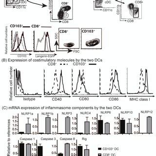 Cd Dcs And Cd Dcs Differ In Expression Of Costimulatory