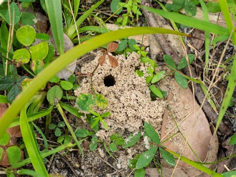 Digger Wasps — Life In A Southern Forest