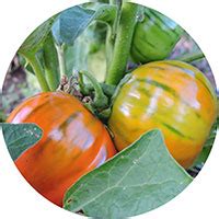 Eggplant Seeds