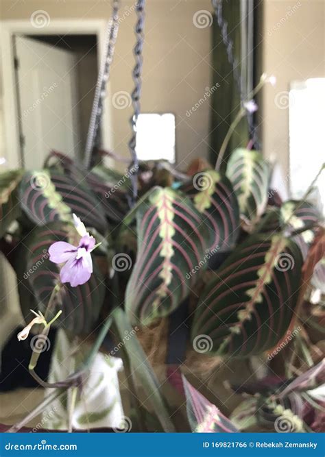 Prayer plant 4099 stock photo. Image of botanical, blossom - 169821766
