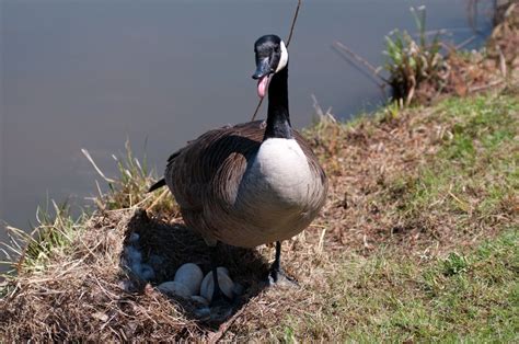 Can Ducks And Geese Mate Are Hybrids Possible Fauna Facts