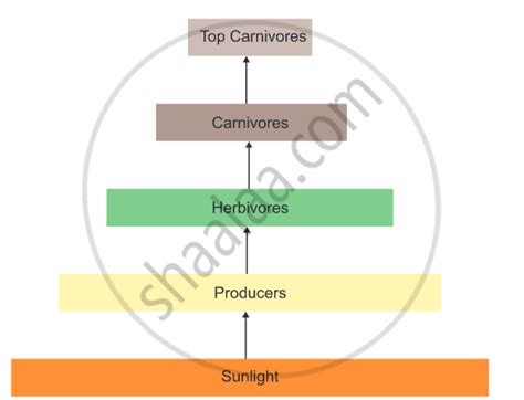 Draw a diagram showing flow of energy from solar input to a food chain ...