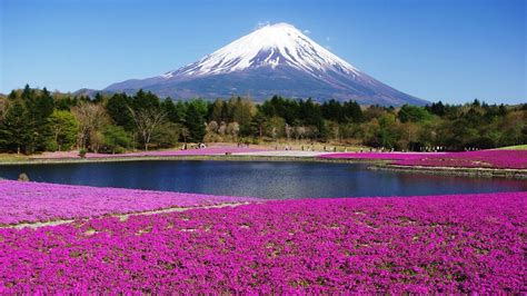 Download Landscape Flower Lake Mountain Nature Mount Fuji Hd Wallpaper