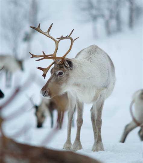 Seeking the northern lights in Lapland - Expedia Magazine