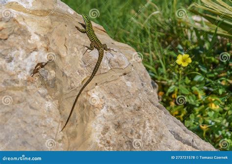 A Small Green Lizard Basking On A Stone With A Flower In The Background