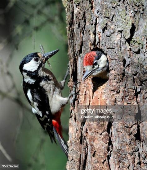 306 Buntspecht Stock Photos, High-Res Pictures, and Images - Getty Images