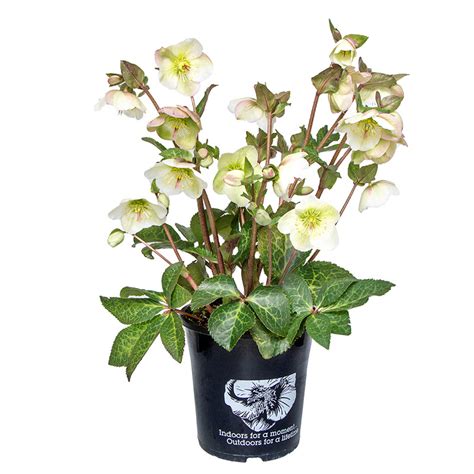 Hellebore Mollys White 17cm Garden World Nursery