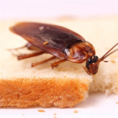 Are Cockroaches Dangerous? · ExtermPRO