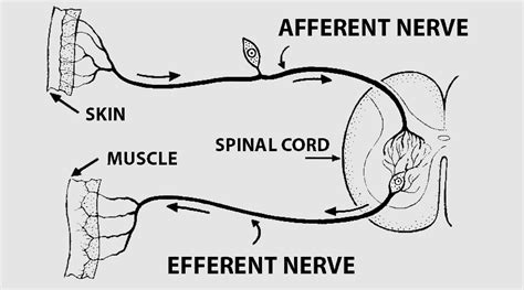 Term: Afferent vs. efferent - NeuroPetVet