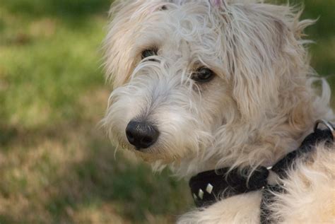 Scottish Terrier Mix Breeds: 21 of the Most Adorable (w/ Pics)