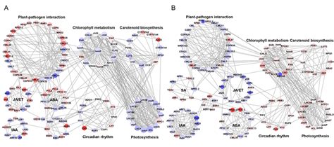 Protein Protein Interaction Network For The Degs Of Defense Related