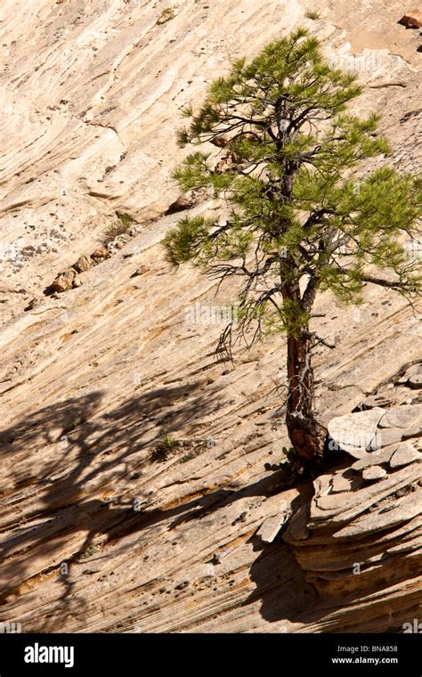 Pine Tree Growing Out Rock Hi Res Stock Photography And Images Alamy