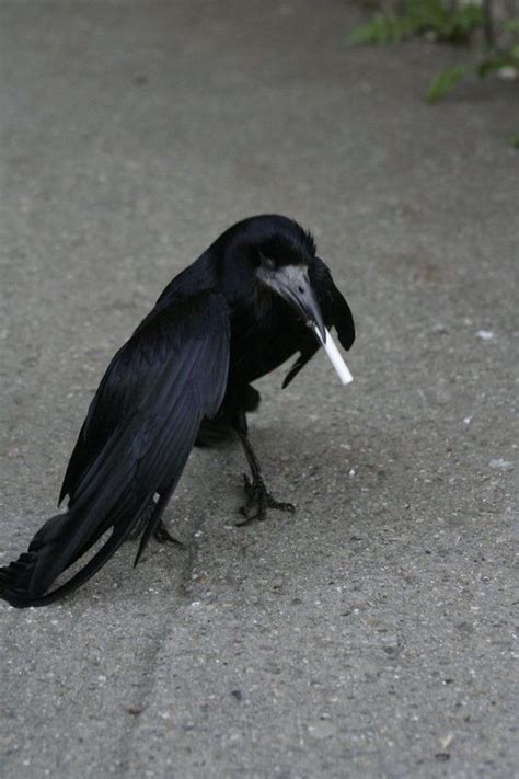 Smoking Crow In 2024 Crow Weird Birds Pretty Birds