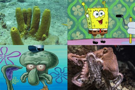 Inspirasi Hewan Nyata Dari Karakter Spongebob Squarepants