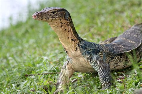 ASIAN WATER MONITOR (Varanus salvator) | Reptiles pet, Water monitor