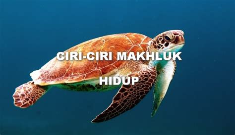 10 Ciri Ciri Makhluk Hidup Disertai Dengan Contoh Dan Penjelasannya