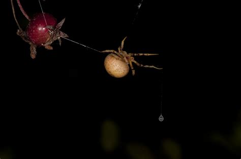 Bolas spider - Alchetron, The Free Social Encyclopedia