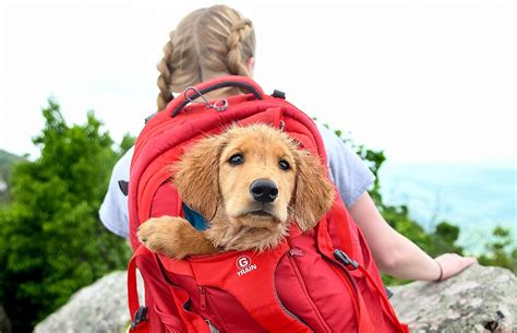 Las Mejores Mochilas Para Llevar A Tu Perro C Modo Y Seguro