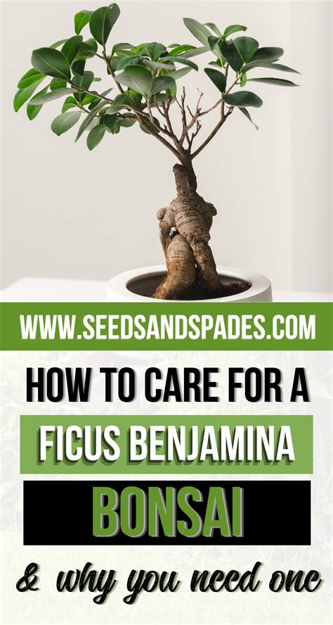 How To Care For A Weeping Fig Ficus Benjamina Artofit