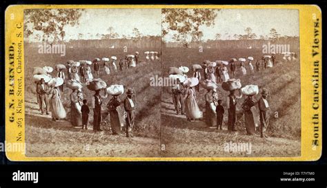 Slavery South Carolina Cotton Plantation 1860s Stock Photo Alamy