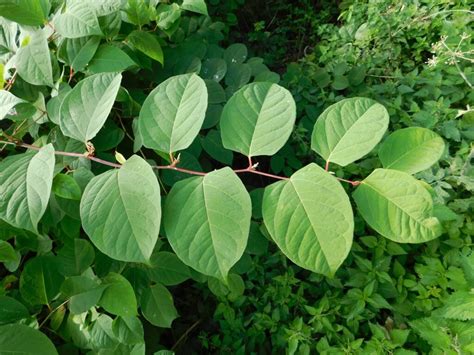 Do You Need Indemnity Insurance For Japanese Knotweed Conservation