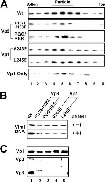 Analysis Of Mutant Particles A Particle Preparations By Sucrose