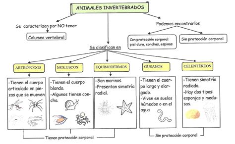 Los Cinco Reinos De La Naturaleza Vegetal Mapas Mentales Naturaleza