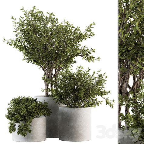 3DS MAX Outdoor Plants Tree In Concrete Pot Set 141 3DS Max