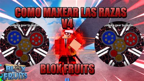 COMO MEJORAR TU RAZA V4 AL MAXIMO EN BLOX FRUITS SHOWCASE HUMAN V4 AL