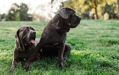 Neapolitan Mastiff Breed Profile: Things to Know Before Adopting a ...