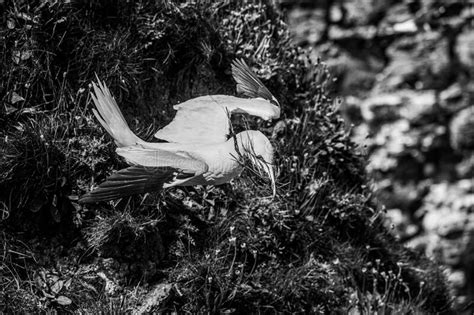 Northern Gannet Morus Bassanus In Flight With Grass Nesting Material